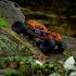 Axial 1/10 RBX10 Ryft 4WD Brushless Rock Bouncer RTR, Oranje AXI03005T1